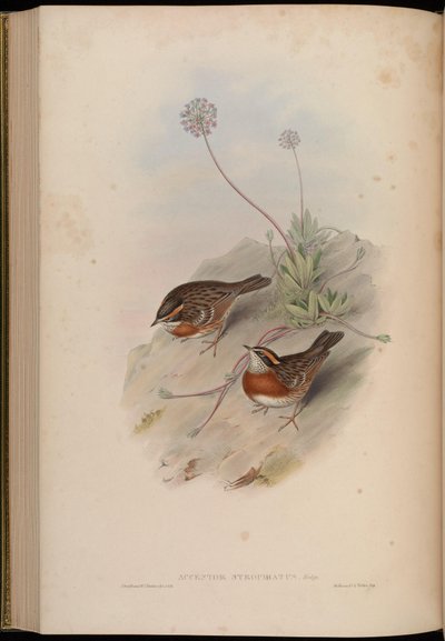 Accentor strophiatus = Prunella strophiata von John Gould